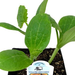 Squash 'Yellow Zucchini' - The Garden Corner
