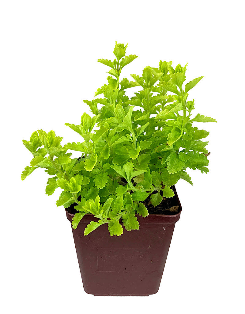 Teucrium chamaedrys 'Summer Sunshine' Quart