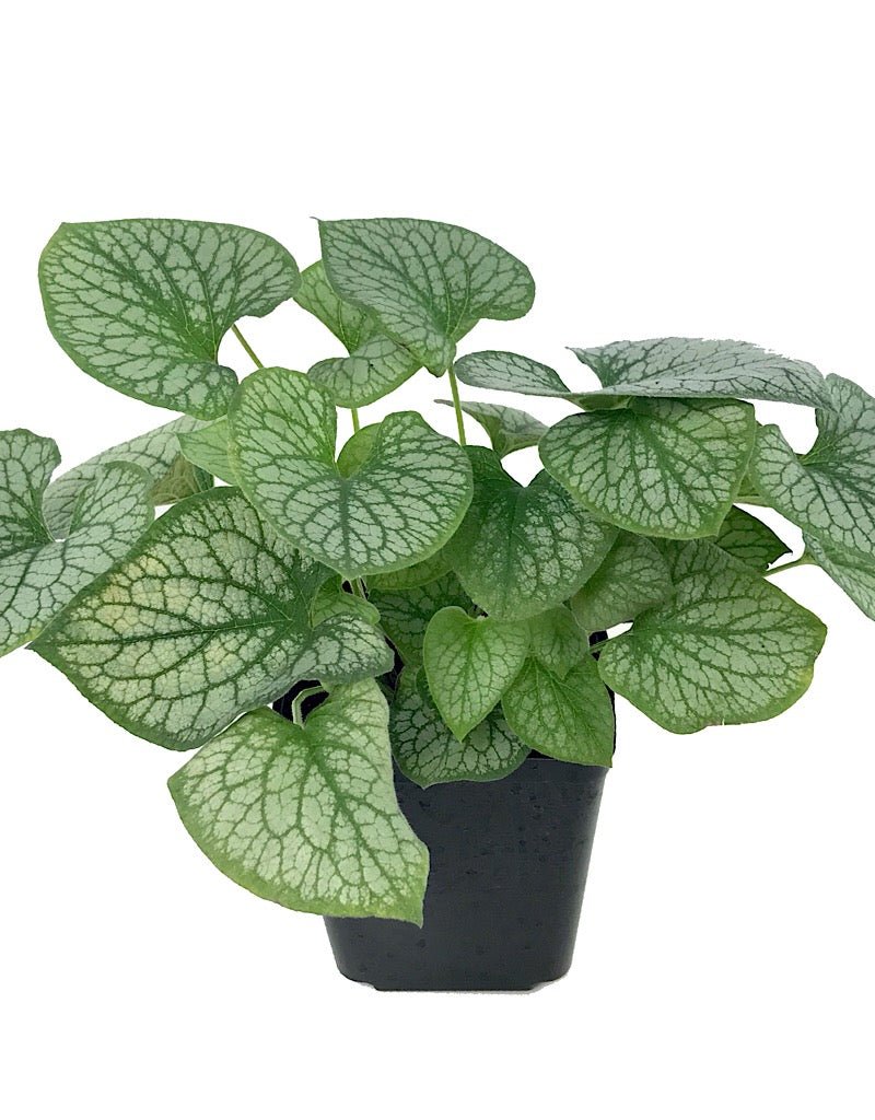 Brunnera macrophylla 'Jack Frost' - Perennials