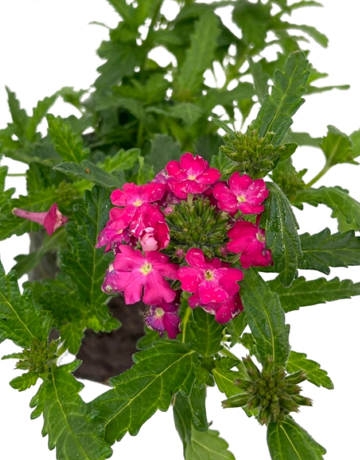 Verbena 'Lanai Deep Pink'