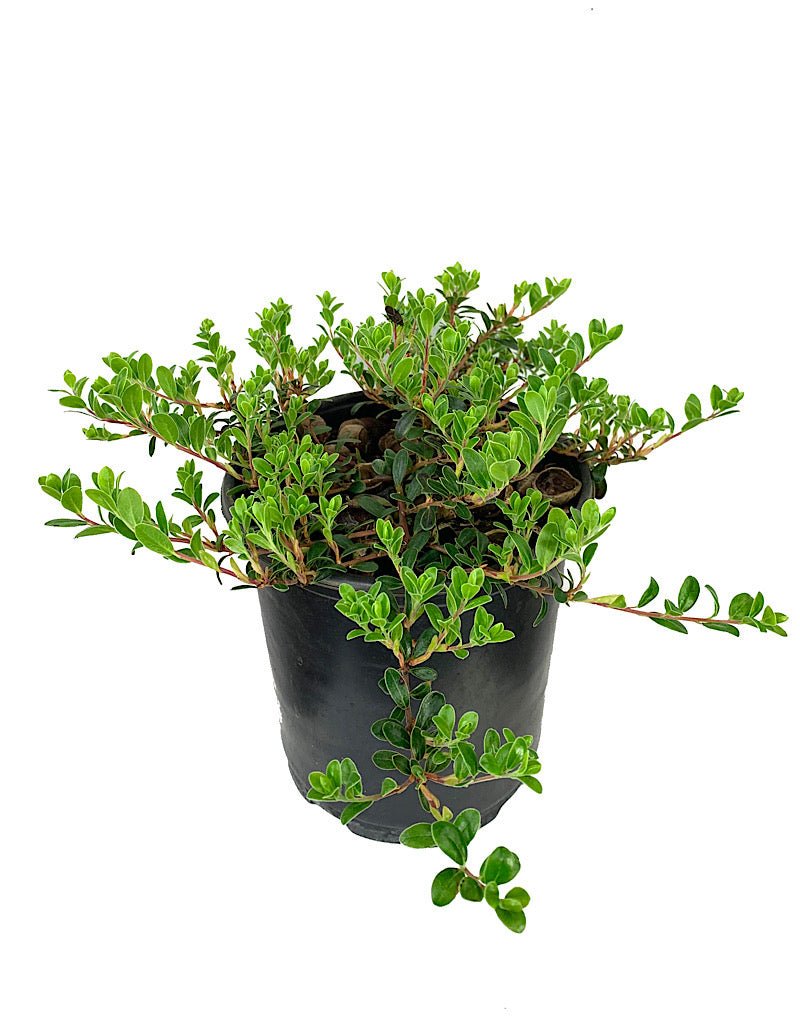 Arctostaphylos 'Massachusetts' 1 Gallon - The Garden Corner