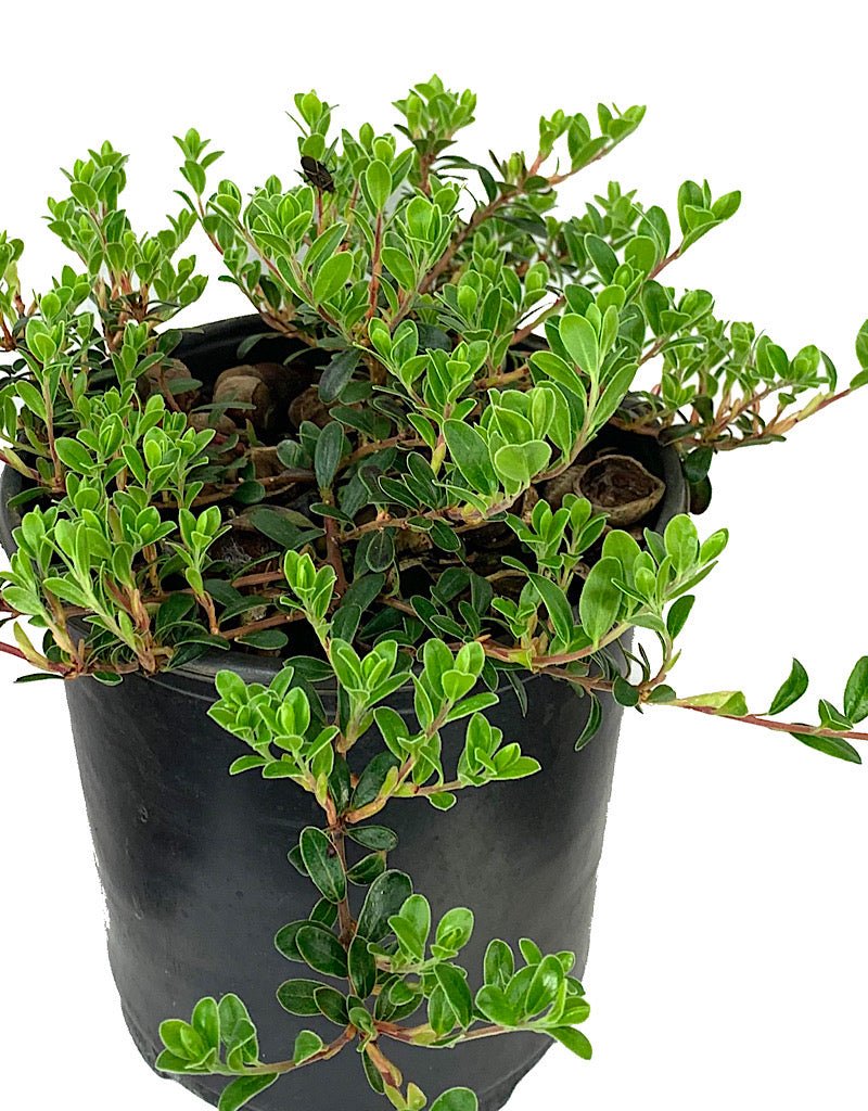 Arctostaphylos 'Massachusetts' 1 Gallon - The Garden Corner