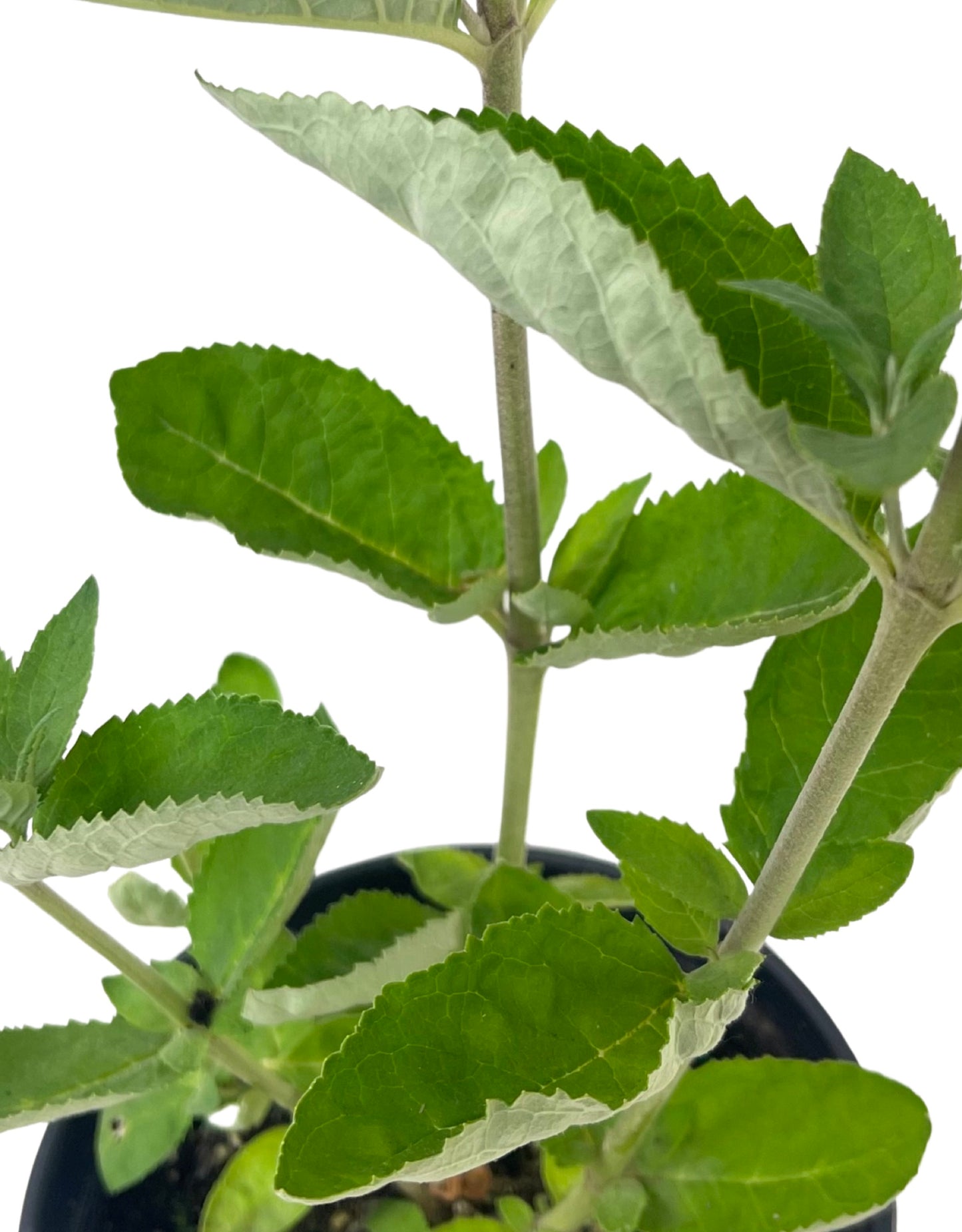 Buddleia 'Flutterby Petite Blue Heaven' - The Garden Corner