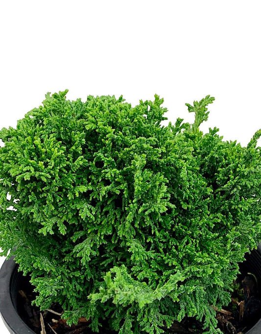 Chamaecyparis pisifera 'Tsukomo' - 1 Gal - The Garden Corner