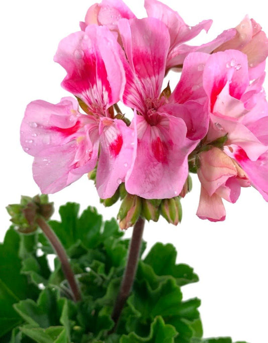 Geranium Zonal 'Presto Pink' - The Garden Corner