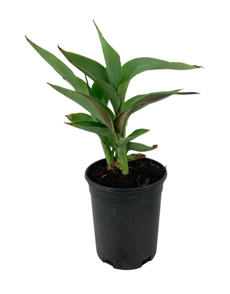 Canna 'Cleopatra' - Perennials
