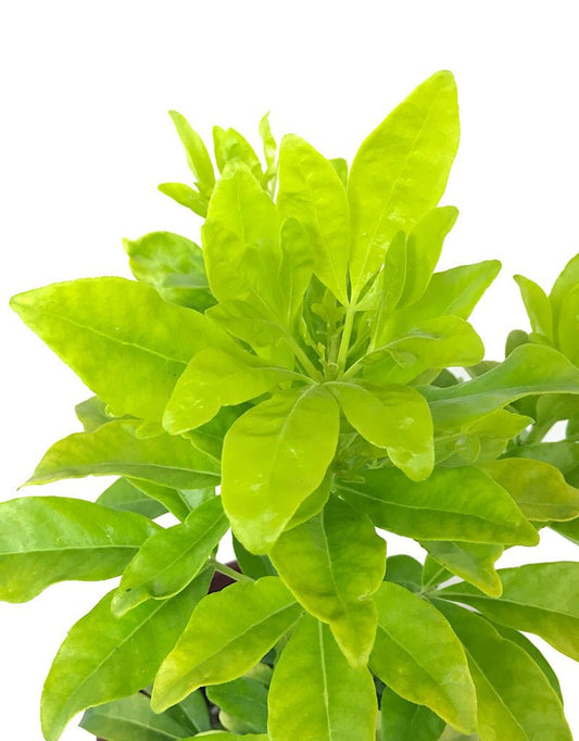 Choisya ternata 'Sundance' - The Garden Corner