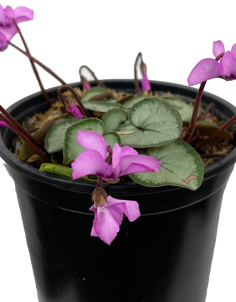 Cyclamen coum 'Silver Form' Quart - The Garden Corner