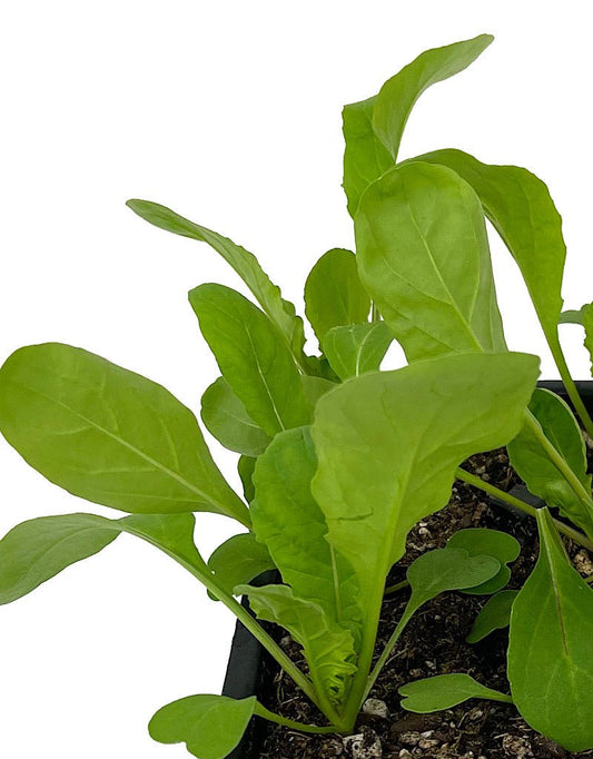 Arugula - The Garden Corner