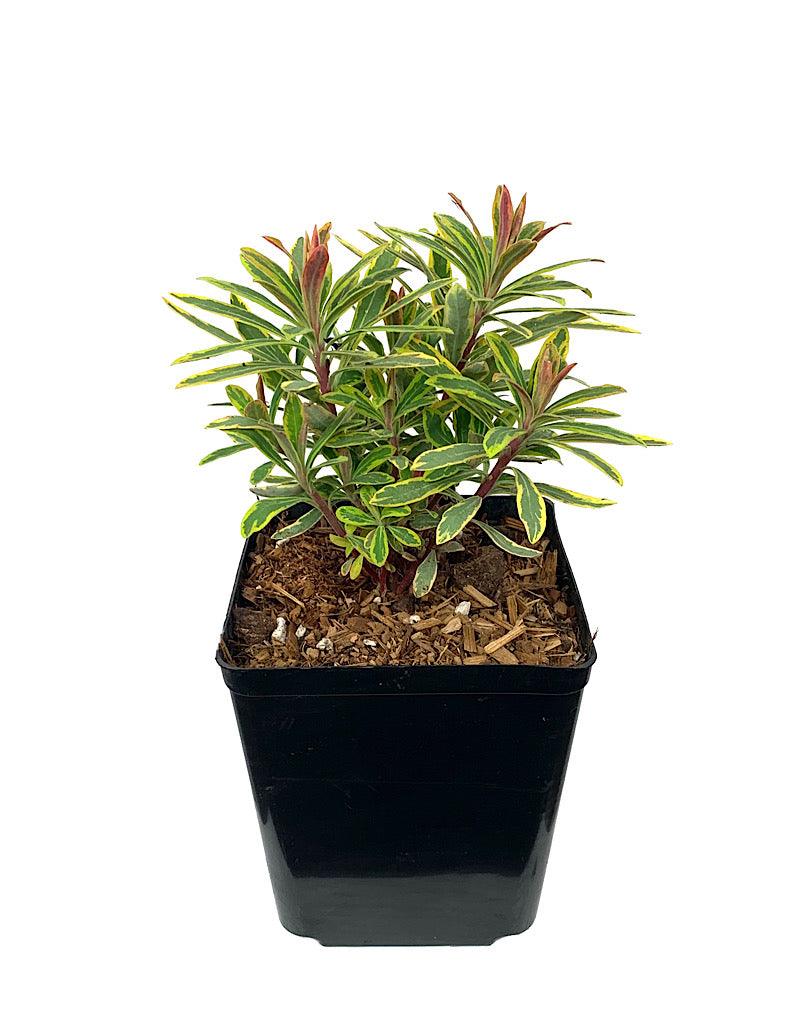 Euphorbia x martinii 'Ascot Rainbow'