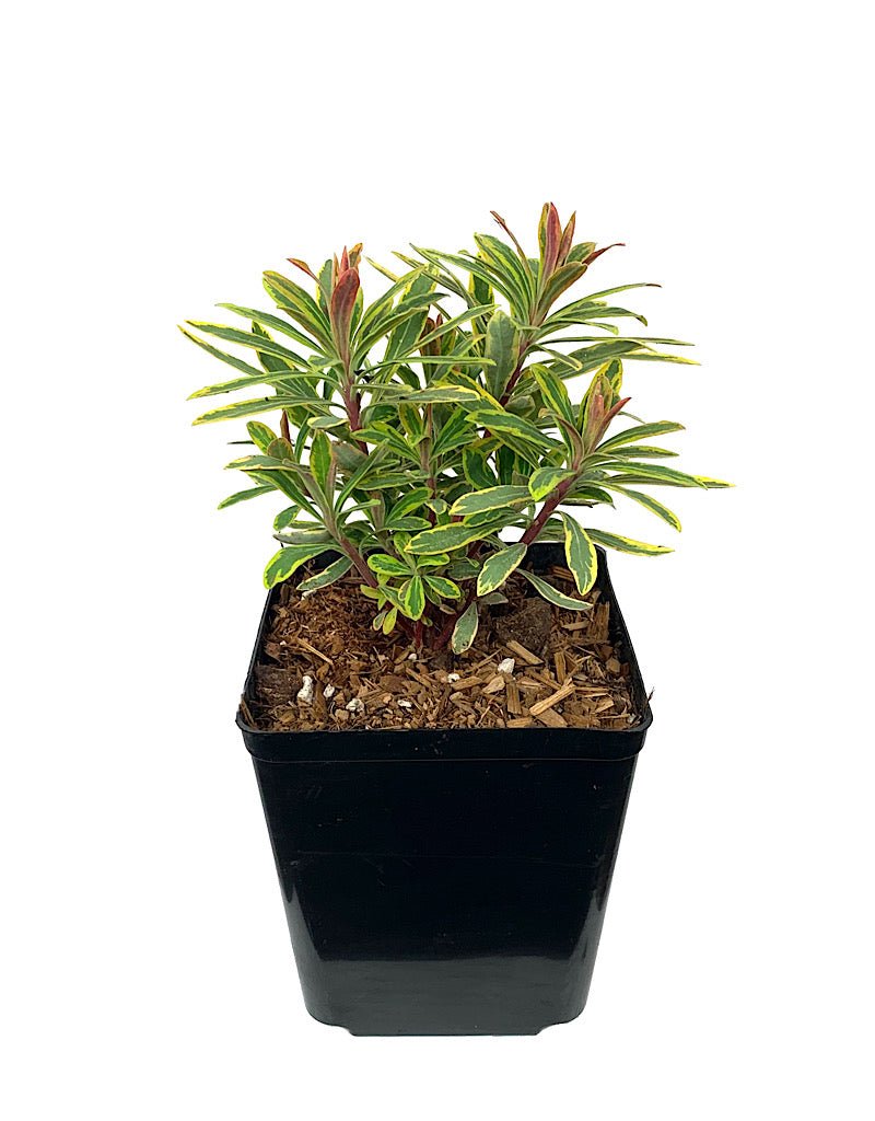 Euphorbia x martinii 'Ascot Rainbow' - Perennials