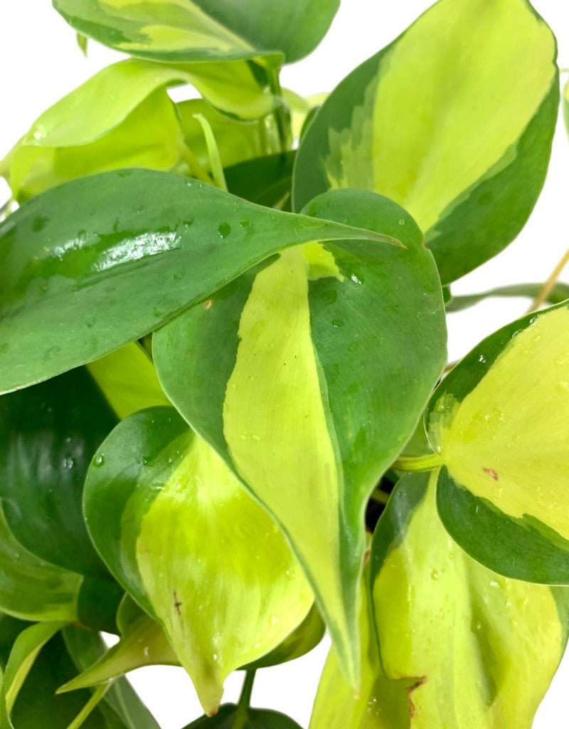 Philodendron hederaceum 'Brasil' - The Garden Corner