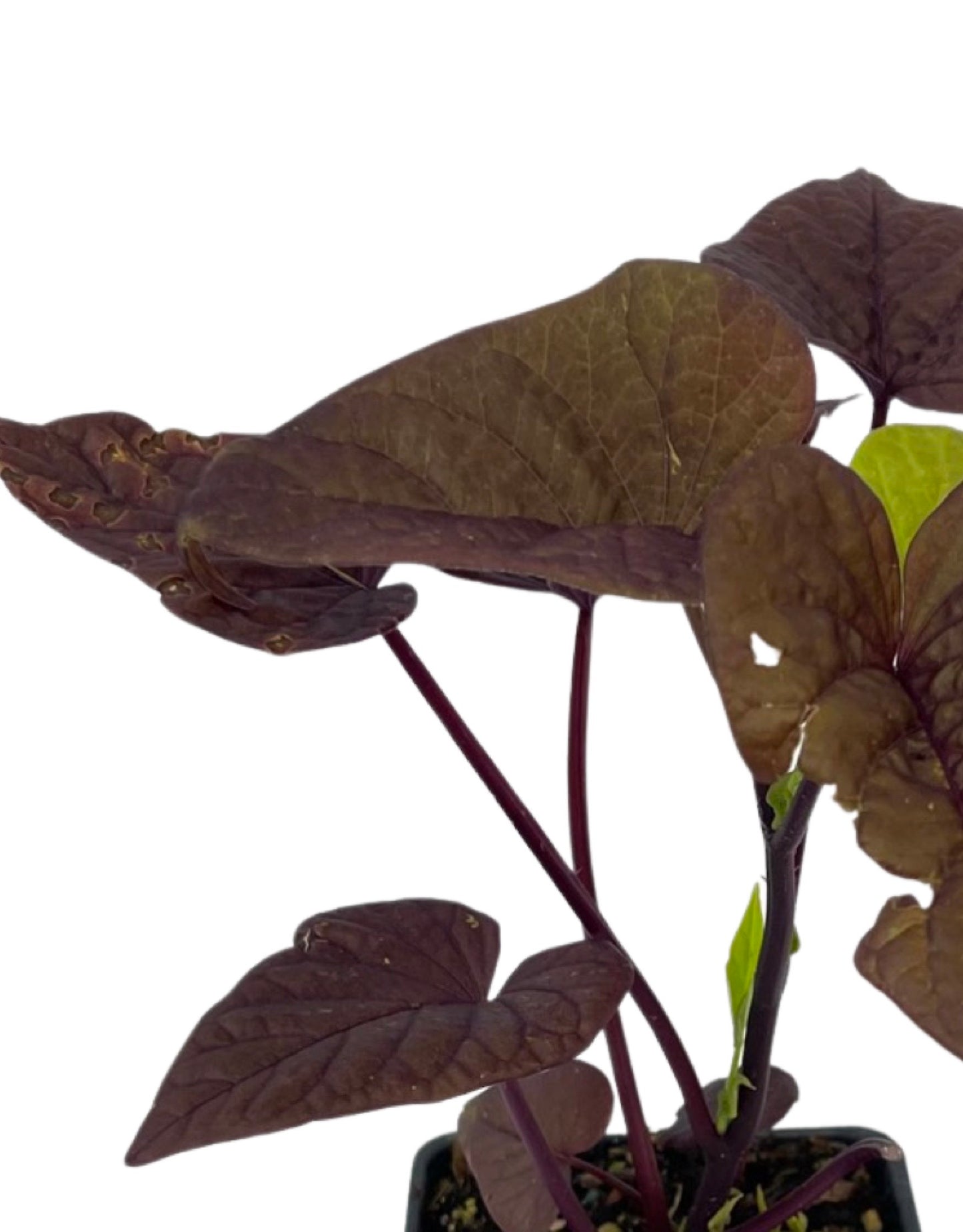 Ipomoea 'Sweet Caroline Red' 4 Inch - The Garden Corner