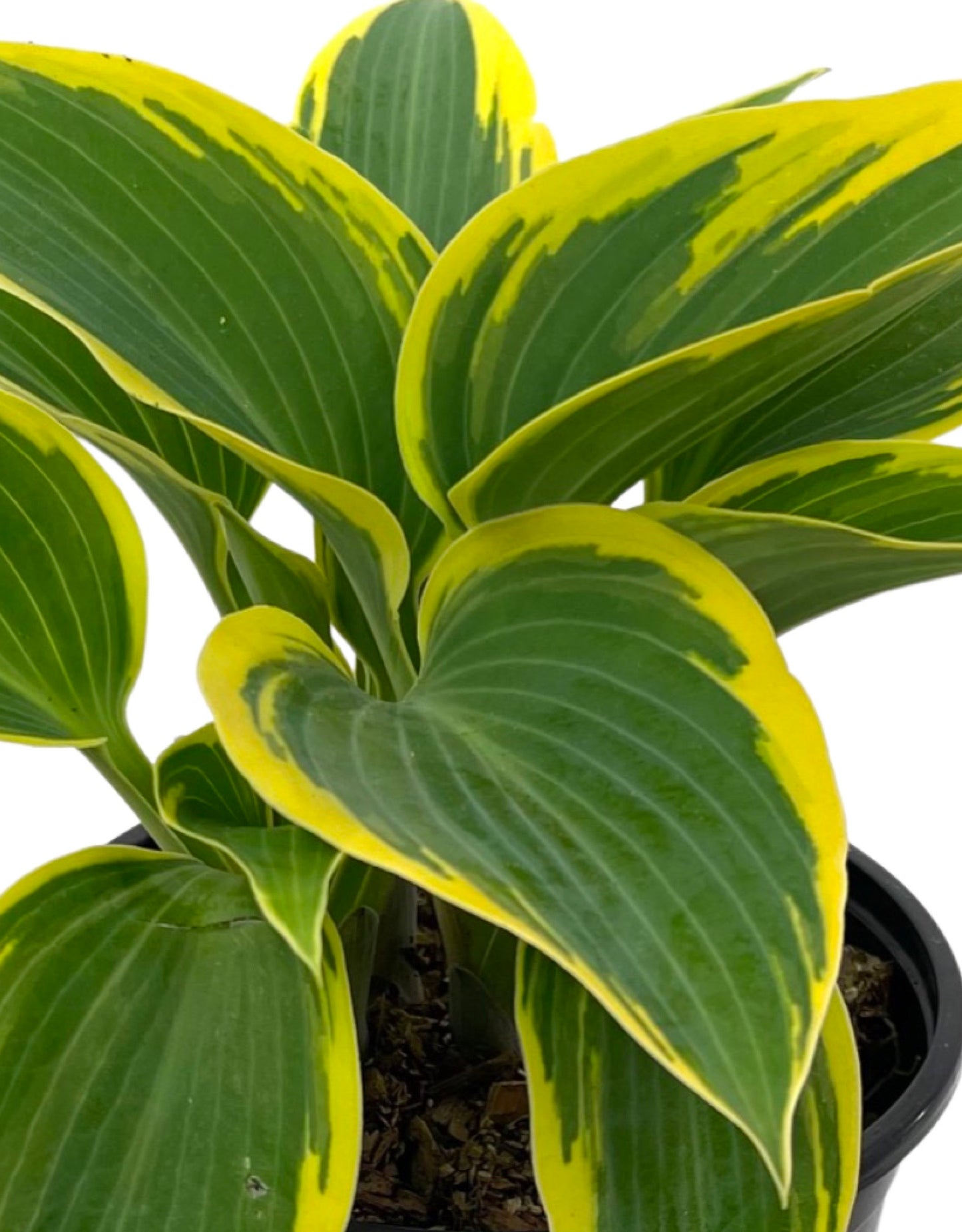 Hosta 'First Frost' Quart - The Garden Corner