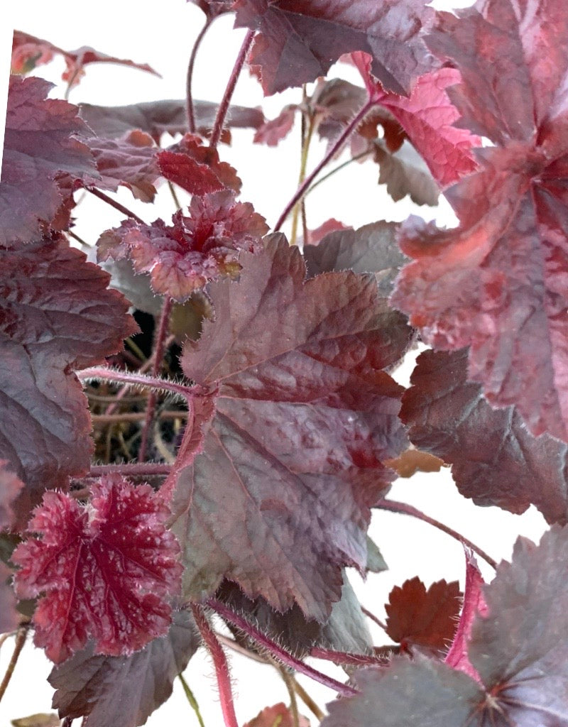 Heuchera 'Northern Exposure Black'