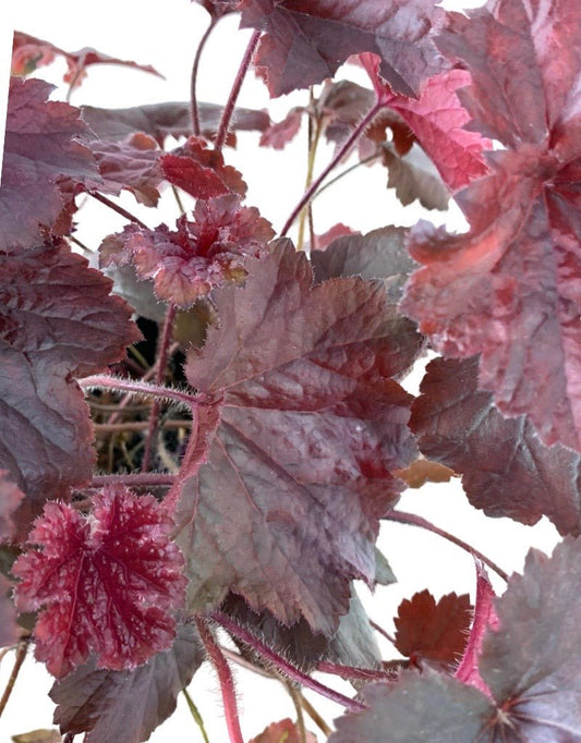 Heuchera 'Northern Exposure Black' - The Garden Corner