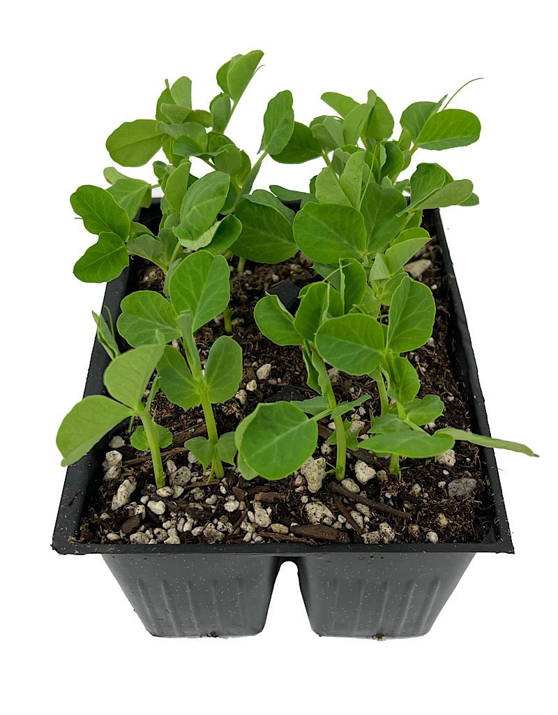 Peas Organic 'Oregon Sugar Snow Pod' - The Garden Corner
