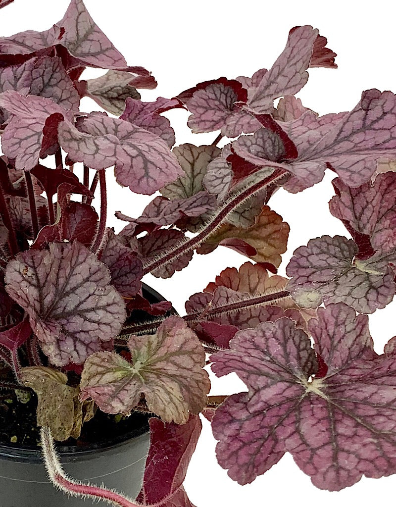 Heuchera 'Northern Exposure Silver' 1 gal