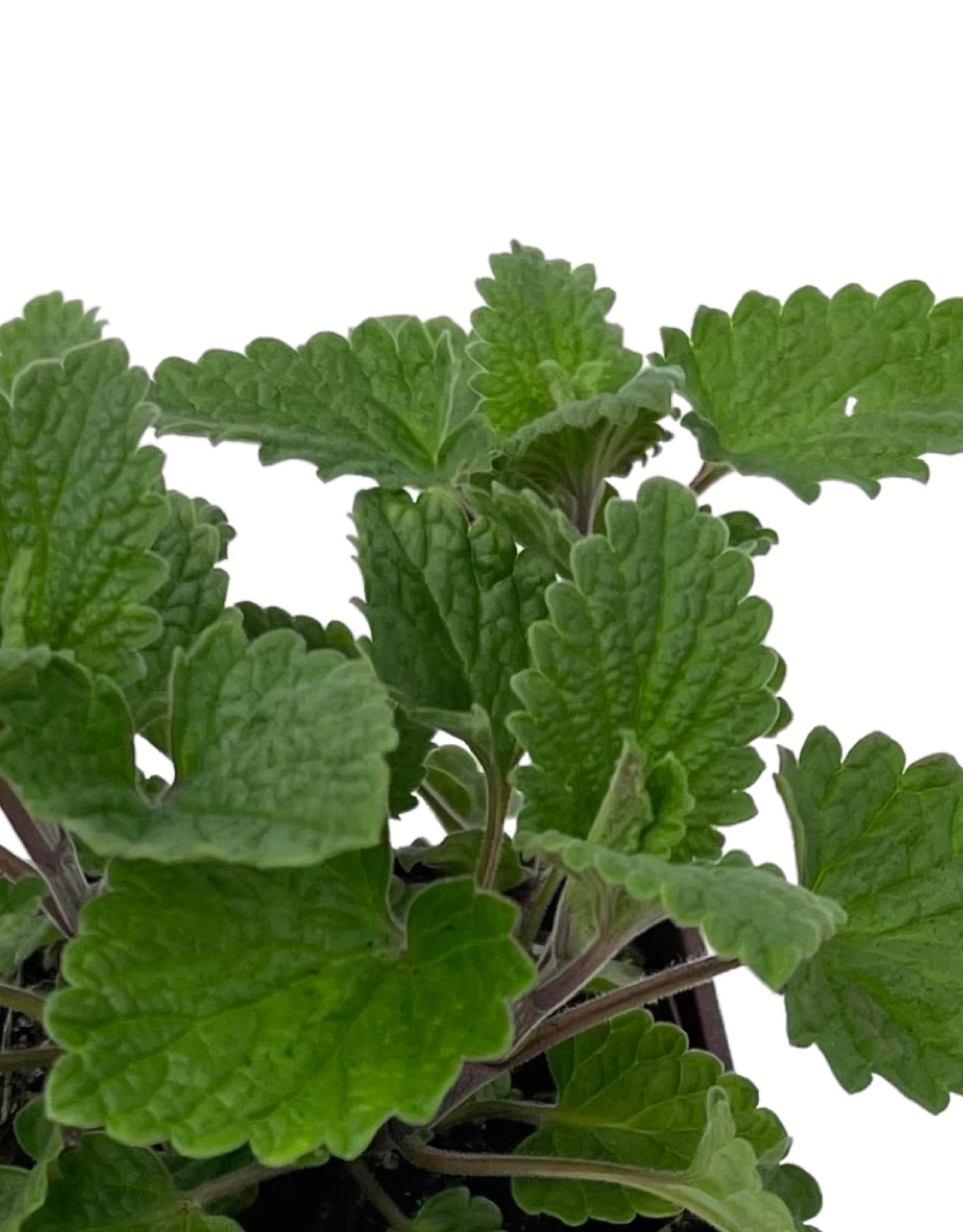 Nepeta cataria €˜Lemon 4 Inch - The Garden Corner