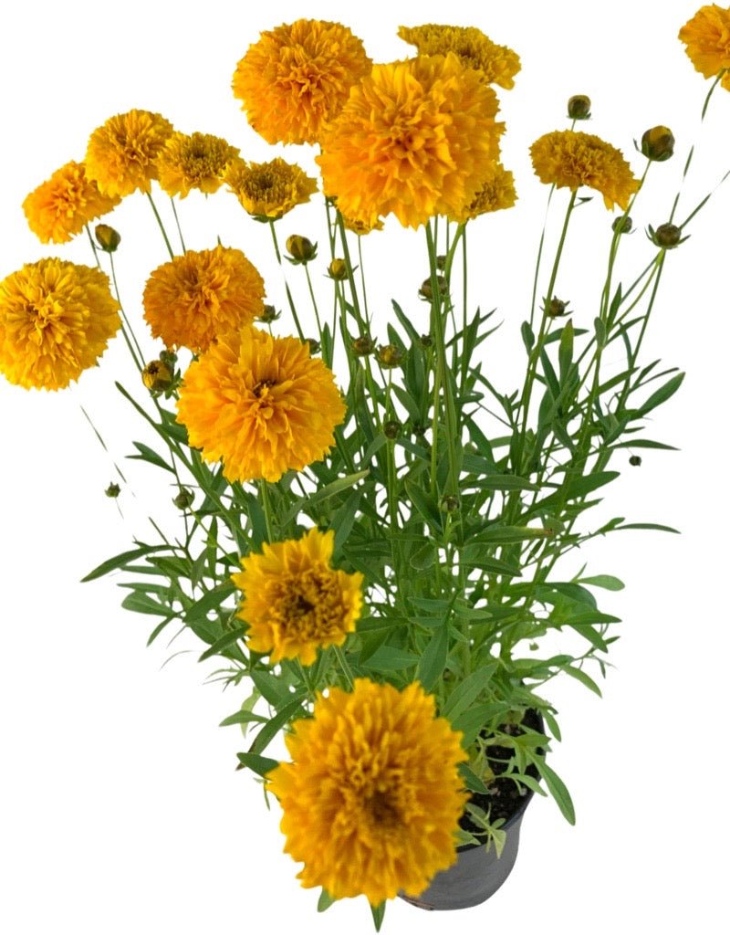 Coreopsis 'Moonswirl' - Perennials
