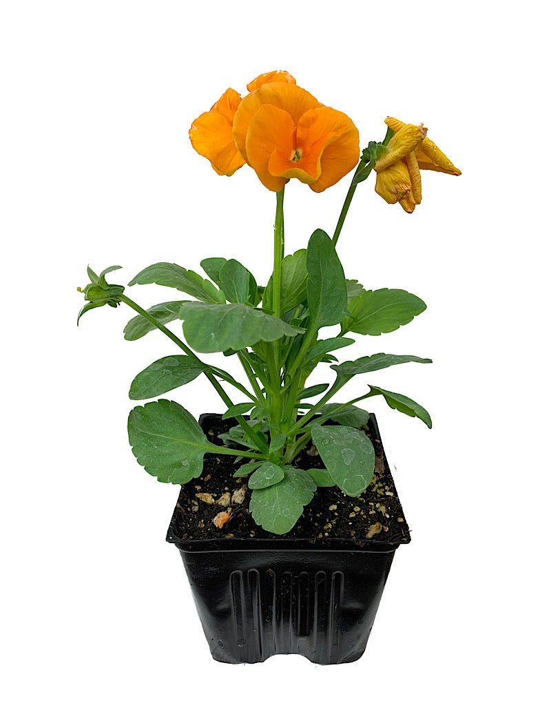 Pansy - Seasonal Plant