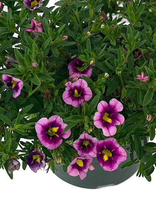 Calibrachoa 'Can Can Bumble Bee Pink' 6 Inch - The Garden Corner