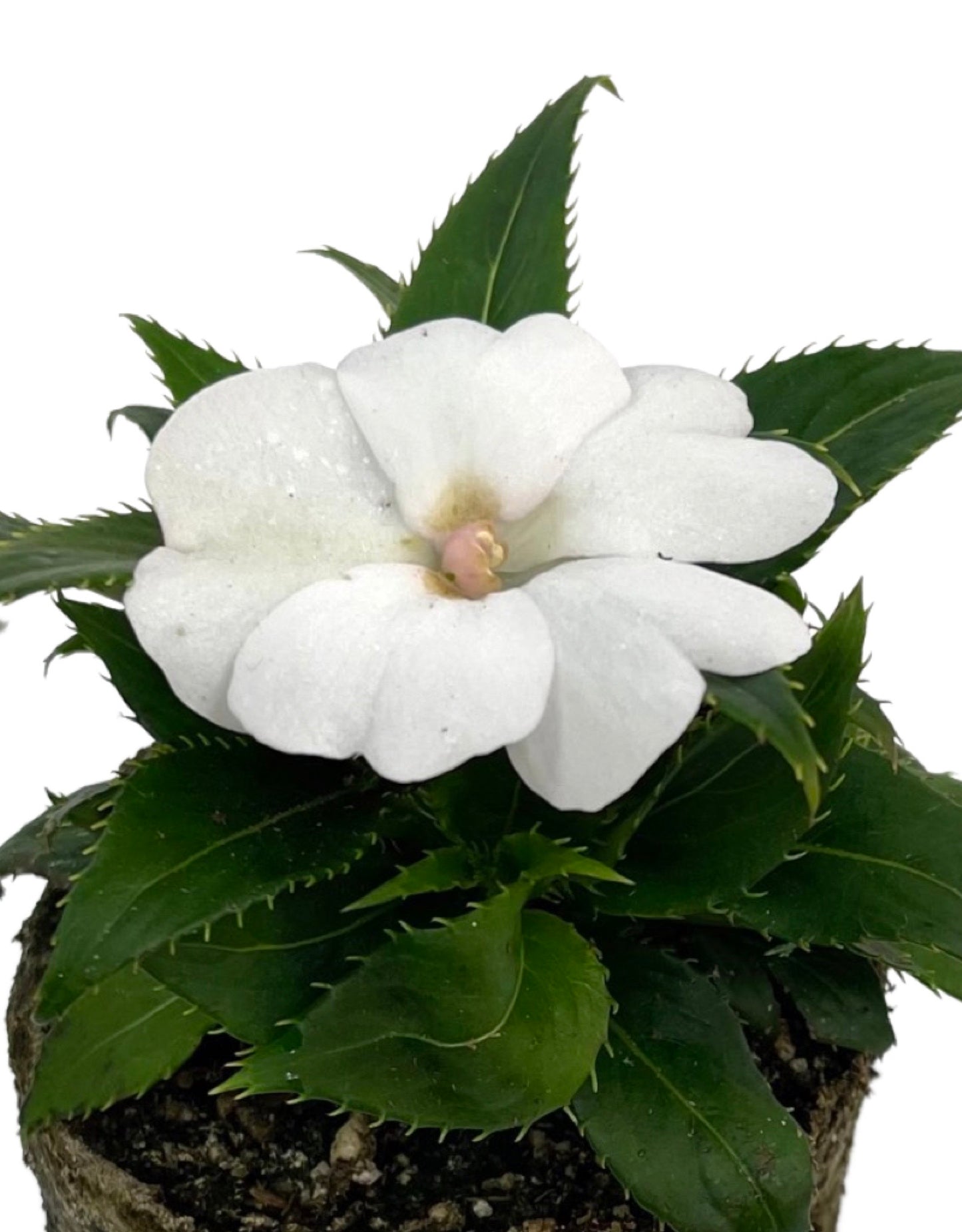 Sunpatiens 'Compact White' - The Garden Corner