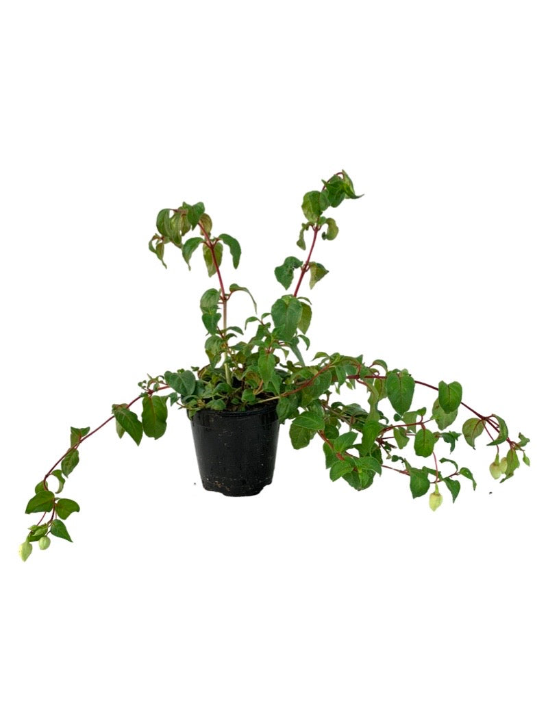 Fuchsia 'Pink Marshmallow' 4 Inch