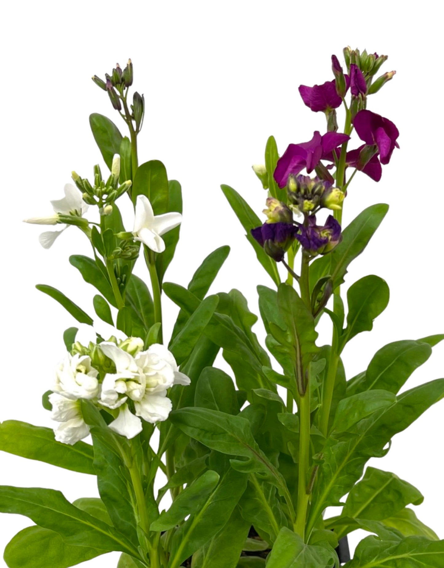 Stock 'Midget Mix' - The Garden Corner