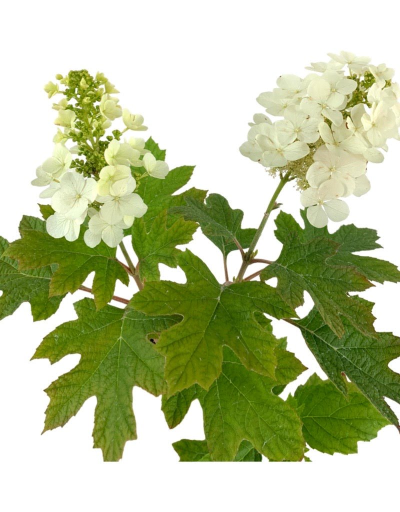 Hydrangea quercifolia 'Queen of Hearts' - The Garden Corner