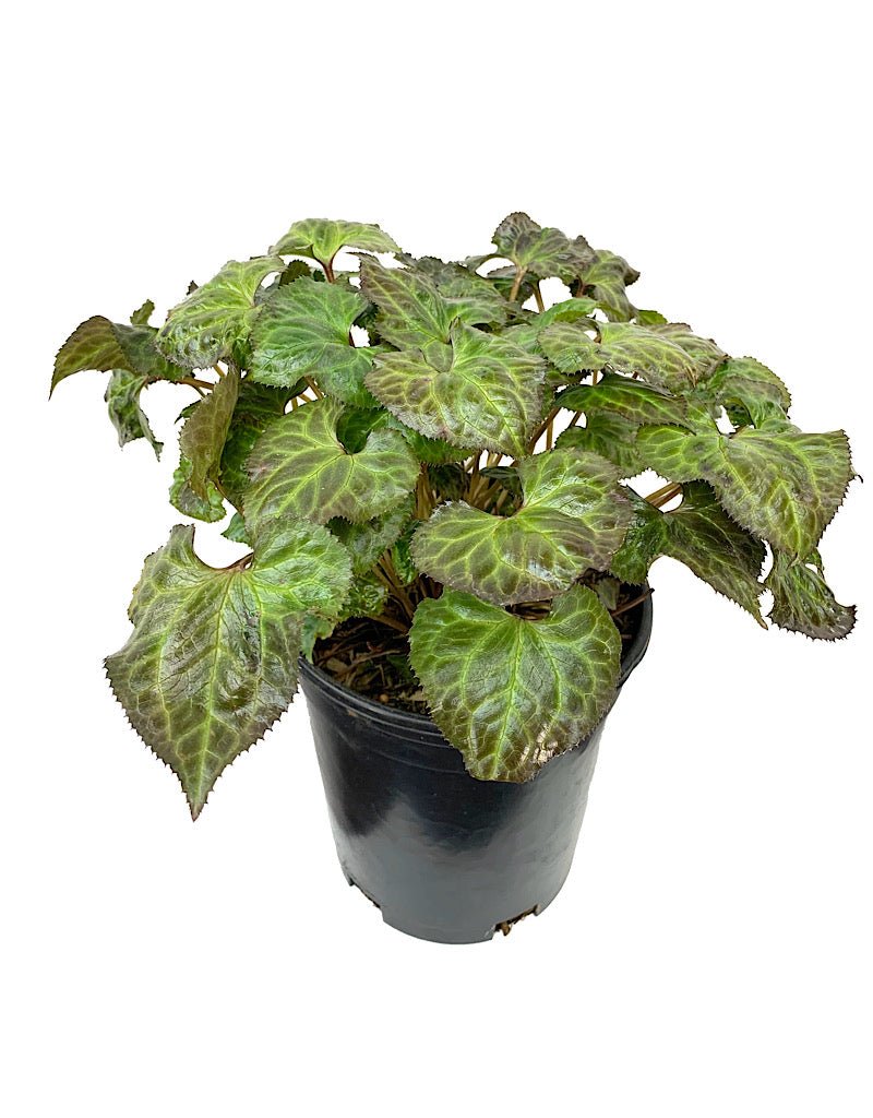 Beesia deltophylla - The Garden Corner