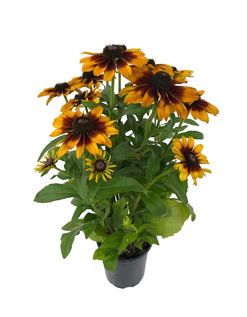 Rudbeckia hirta 'SmileyZ Glowing' - Perennials
