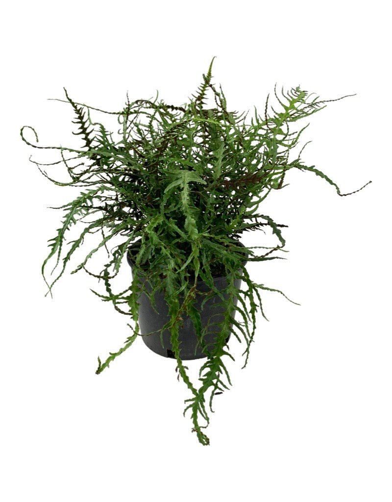 Asplenium ebenoides 'Dragon's Tail Fern' - Perennials