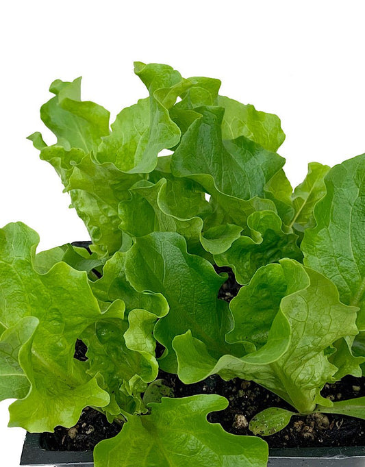 Lettuce 'Green Leaf' Traypack - The Garden Corner