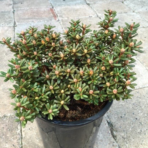 Rhododendron 'Impeditum' - 1 gal - The Garden Corner