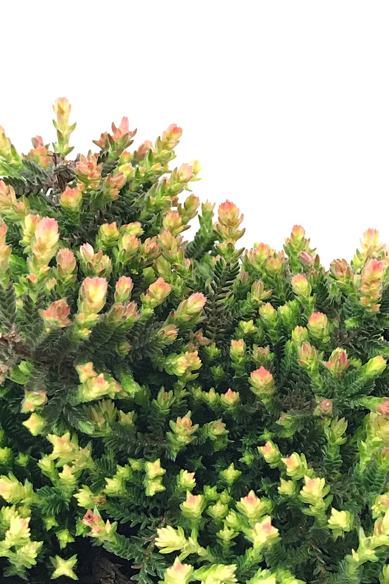 Calluna vulgaris 'Kerstin' 4 inch