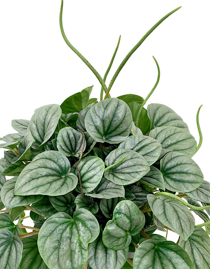 Peperomia griseoargentea 6 inch