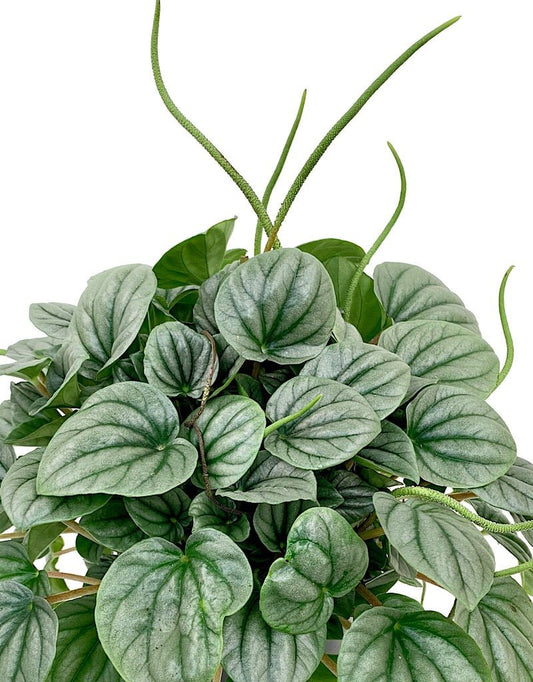 Peperomia griseoargentea 6 inch - The Garden Corner