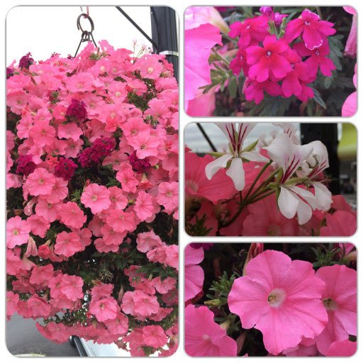 Our Passion Basket - Pre-Order - Annuals