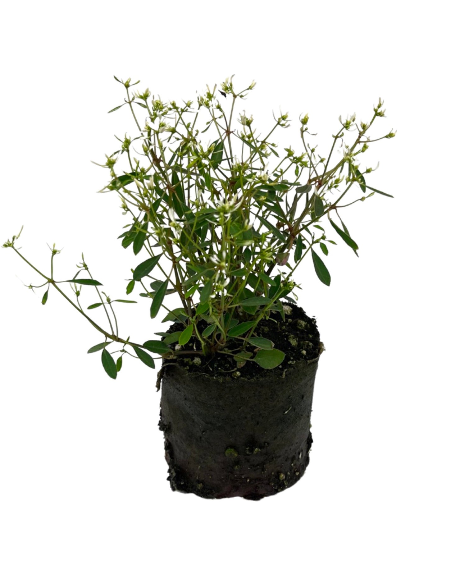 Euphorbia 'Stardust Super Flash' 4 Inch