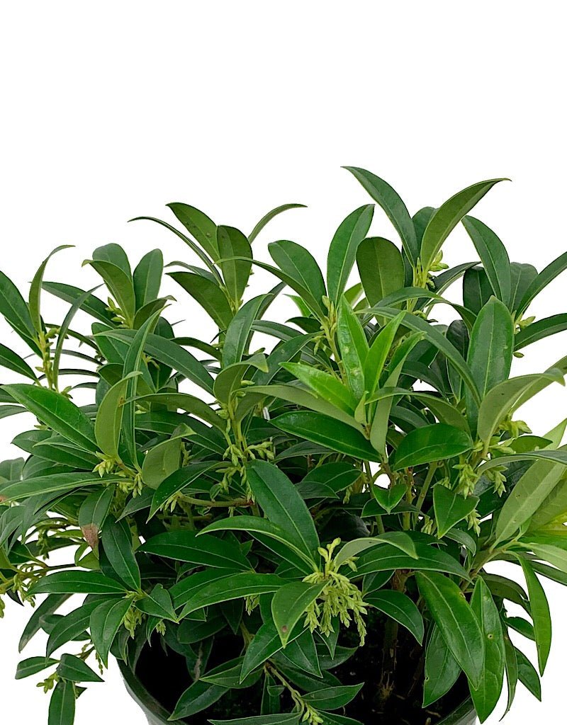 Sarcococca hookeriana 'Humilis' - The Garden Corner