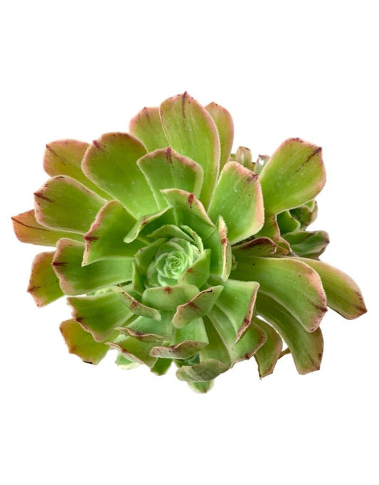 Aeonium arboreum 'Luteovariegatum' Quart - The Garden Corner