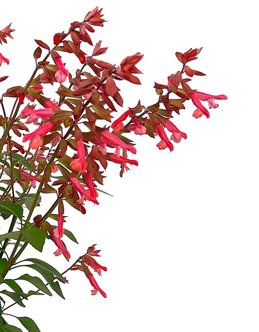 Salvia 'Skyscraper Orange' - The Garden Corner