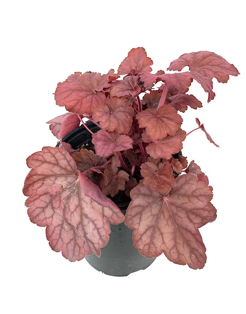 Heuchera 'Georgia Peach' - The Garden Corner