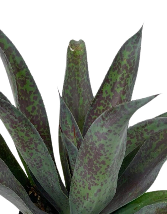 Mangave 'Mission to Mars' Quart - The Garden Corner