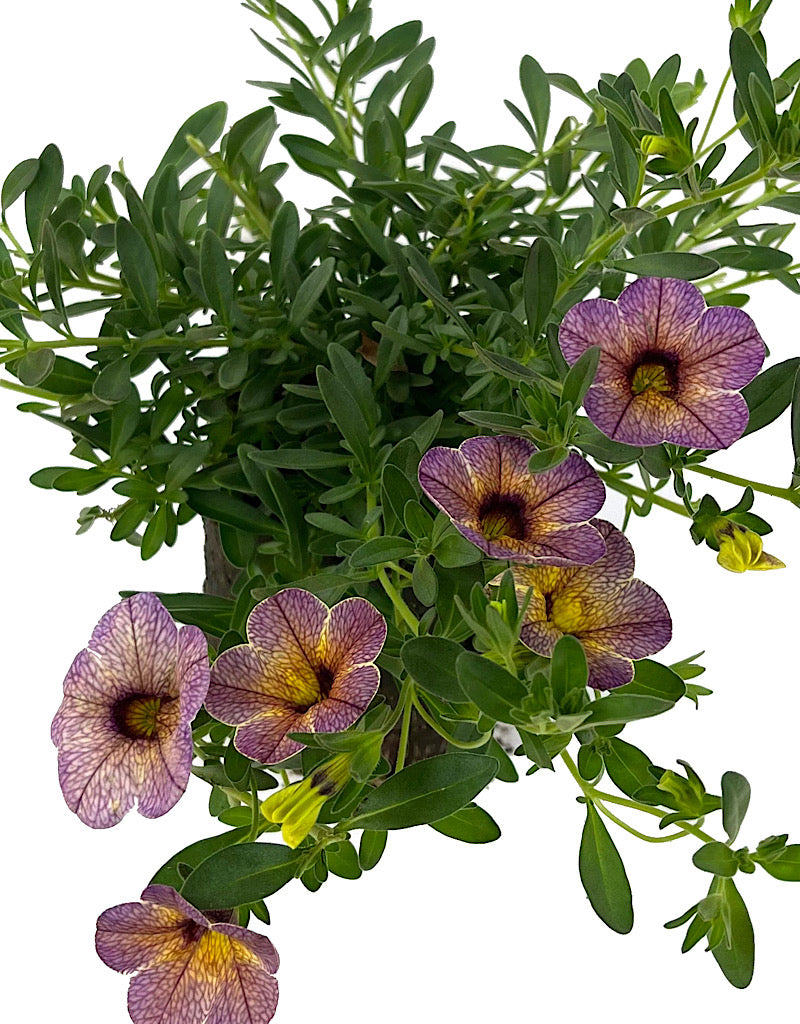 Calibrachoa 'Blueberry Scone'