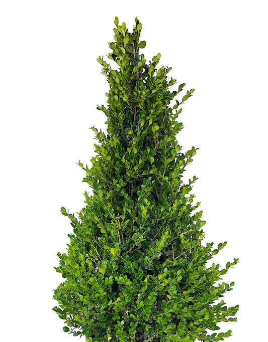 Buxus 'Winter Gem' Cone 7 Gallon - The Garden Corner