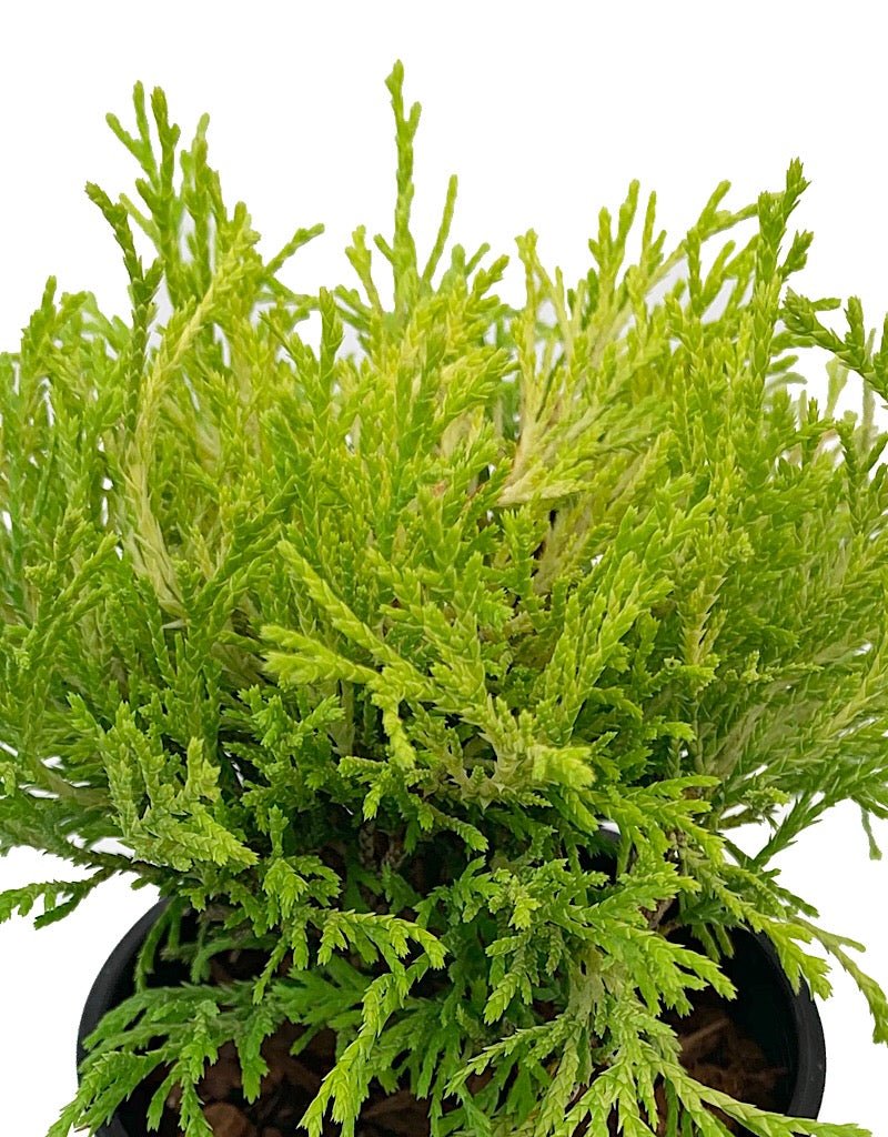 Chamaecyparis pisifera 'Golden Mop' 4 Inch - The Garden Corner