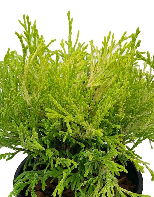 Chamaecyparis pisifera 'Golden Mop' 4 Inch - The Garden Corner