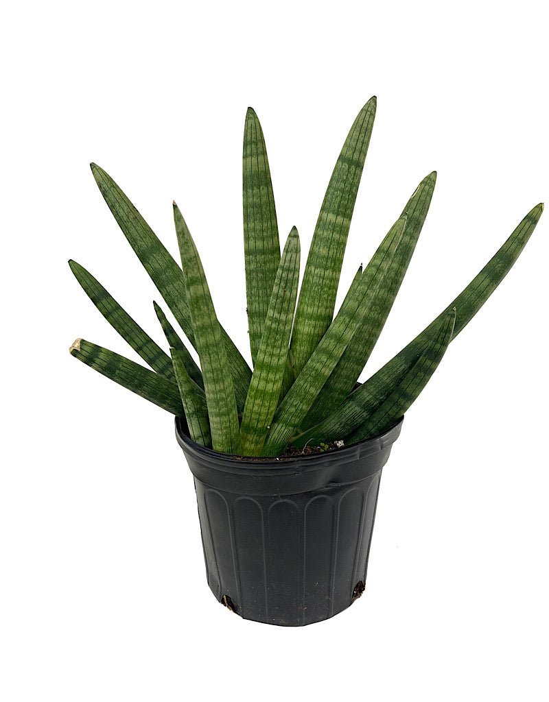 sansevieria cylindrica common name Sansevieria cylindrica 'Starfish' – The Garden Corner